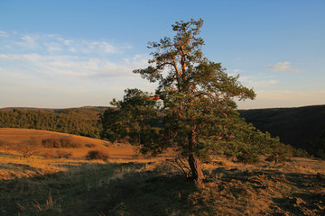 An evergreen tree in autumn landscape.