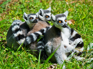 Lemurs