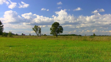 Green meadow