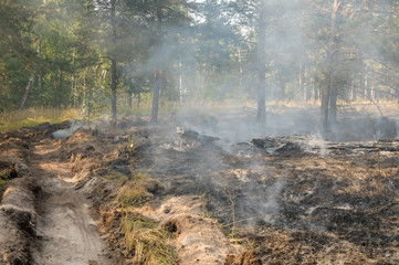 Fire barrier strip in the forest