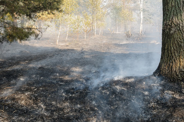 Burnt forest after passing the front of the fire