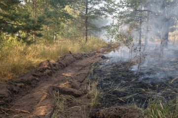 Fire barrier strip in the forest