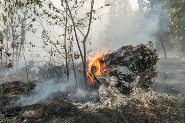 Charred trunks of trees in a forest after a fire