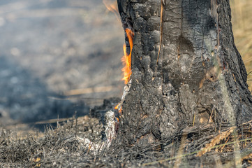 Charred trunks of trees in a forest after a fire