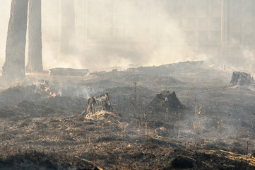 Charred trunks of trees in a forest after a fire