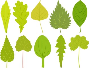 Obraz premium Green leaves on white background