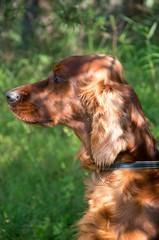 Portrait of an Irish setter. On a walk in the park.