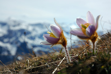 Close up of two spring pasqueflowers, arctic violets or lady of the snows high up in the mountains of Switzerland with in the background snowy mountaintops