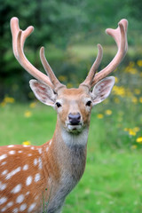Whitetail deer