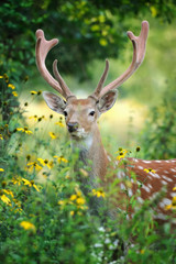 Whitetail deer