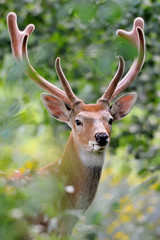 Whitetail deer