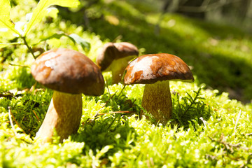Mushrooms forest