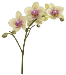 Naklejka na ściany i meble Drawing of Orchid flower isolated on white background