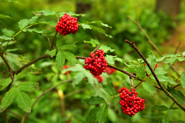 berries of viburnum