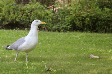 European herring gull (Larus argentatus) walking on grass and looking for food