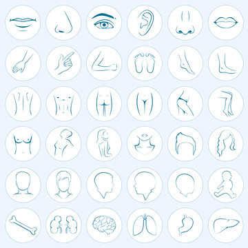 human body parts, five senses, organs, medical vector icons