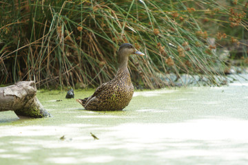 Mallard, Anas platyrhynchos
