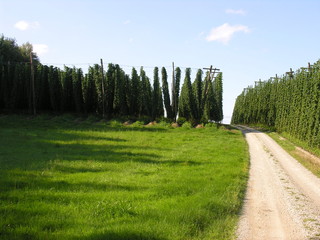 Hopfengarten in der Hallertau