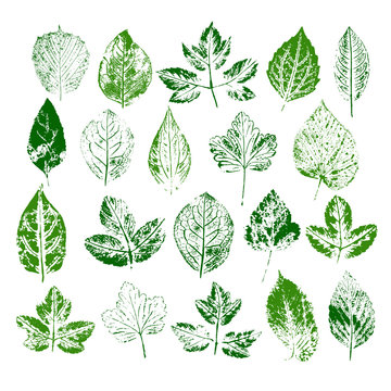 Paint stamps of different leaves set