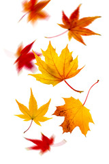Naklejka na ściany i meble Herbstblätter fallen vom Himmel