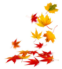 Obraz premium buntes Herbstlaub vor weißem Hintergrund