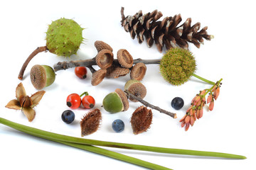 Naturmaterialien Bastelzeug