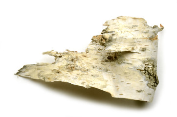 Betula Bouleau blanc Betulla Birken Brzoza Берёза Berk Birch