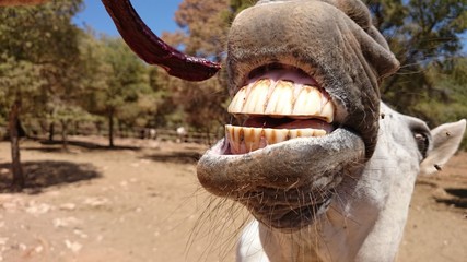 Caballo comiendo algarroba