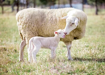 Papier Peint photo Lavable Moutons mère et fils 2