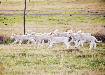 Obraz na płótnie Canvas eight suffolk lambs running through a fiel