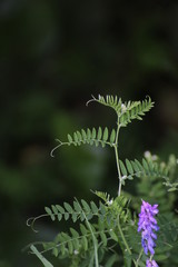 Branched leaves from the bird vetch (Vicia cracca)