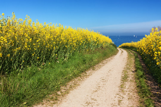 Feldweg durch Rapsfelder in Schleswig-Holstein an der Ostsee