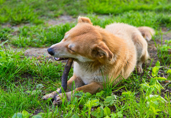 ginger dog