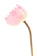 Beautiful lotus isolated on white background