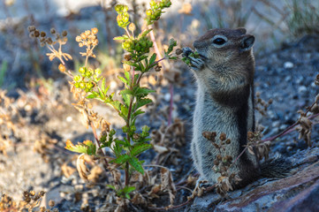 Naklejka na ściany i meble Squirrel eating breakfast in Yellowstone National Park, Wyoming,