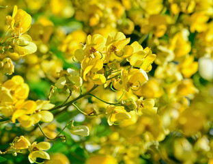 closeup of  yellow  flowers  on tree (Senna siamea Lam)