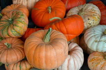 Assorted colorful pumpkins
