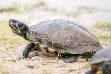 turtles feedign on the beach