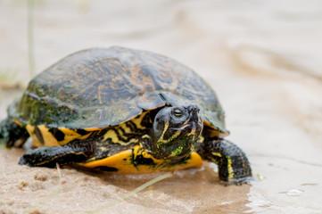 turtles feedign on the beach