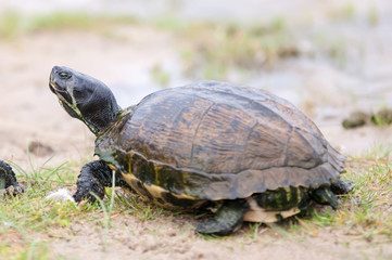 turtles feedign on the beach