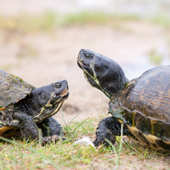 turtles feedign on the beach