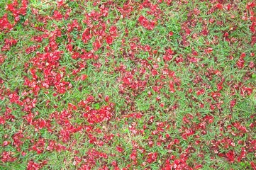 Red tiny flowers on the lawn