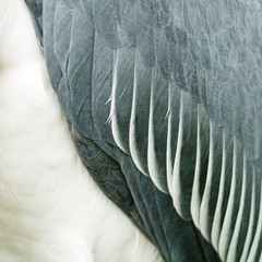 Greater Adjutant feathers