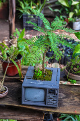 Fototapeta na wymiar Recycling old televison into tree, Mexico