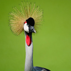 Grey Crowned Crane