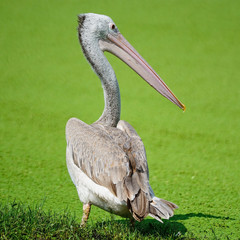 Spot-billed Pelican