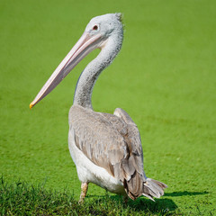 Spot-billed Pelican