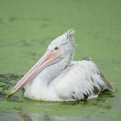Spot-billed Pelican