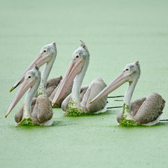 Spot-billed Pelican