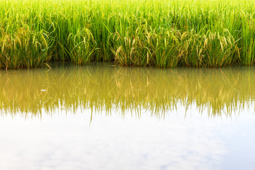 Obraz premium Low angle reflection water in rice farming in Thailand.